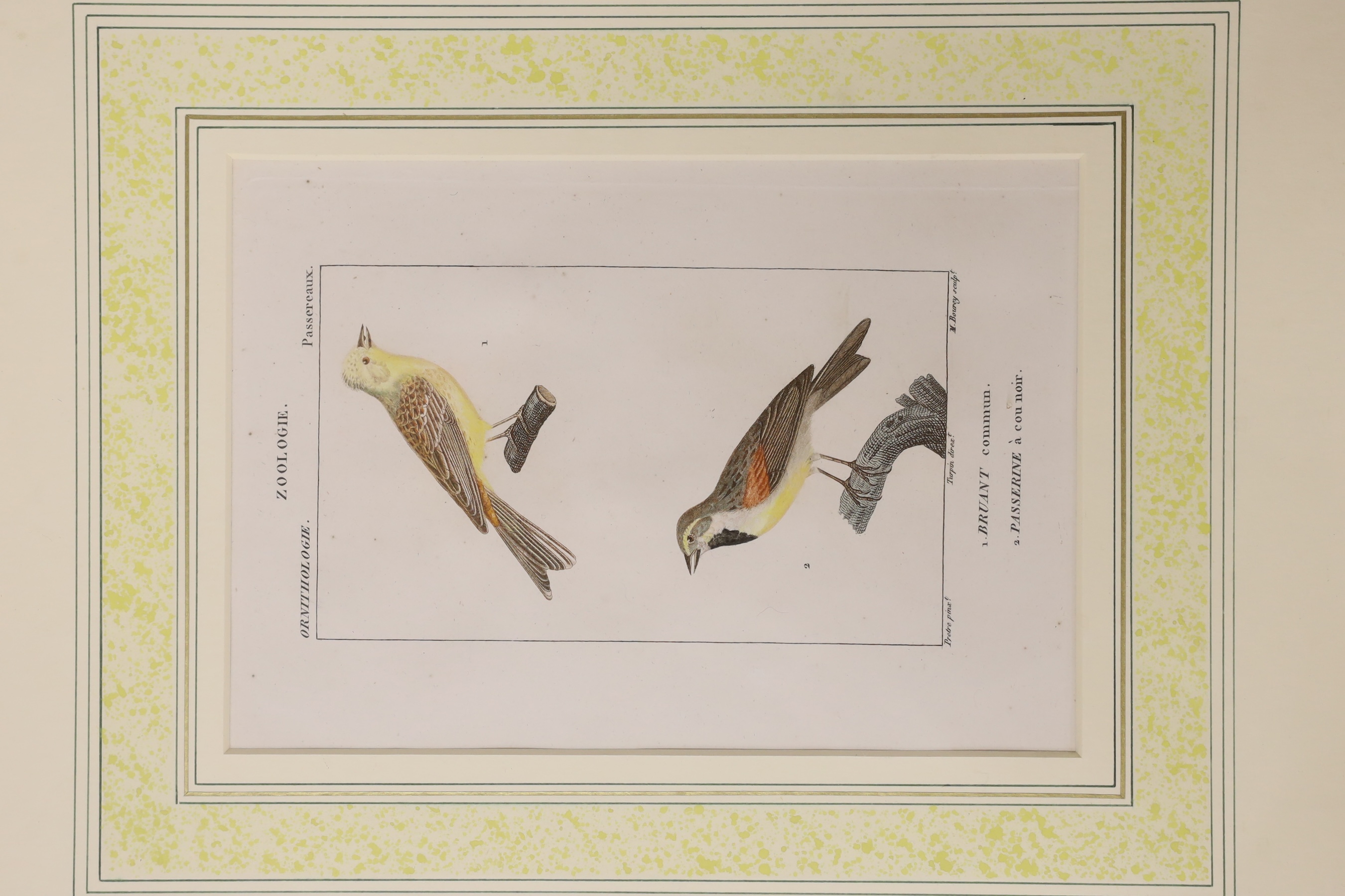 Two 19th century hand coloured ornithological engravings from Turpins ‘Dictionnaire des Sciences Naturelles’, publ. 1816-1830 Paris, F G Levrault, label verso, each overall 20 x 13.5cm, framed as one